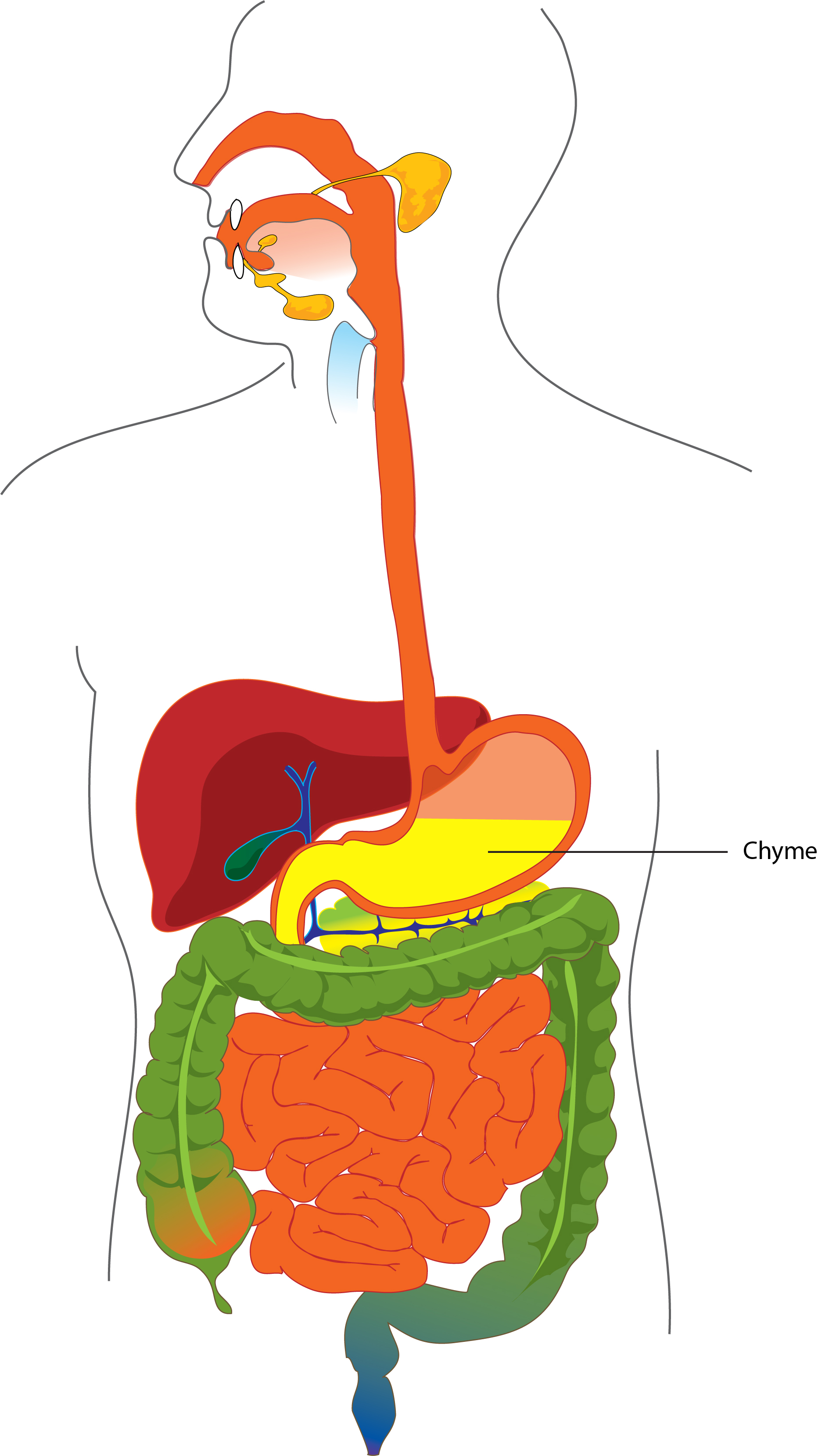 human digestive system diagram labeled for class 7
