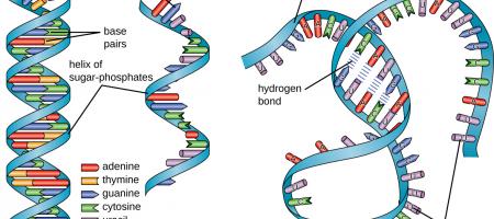 DNA double-helix structure compared with RNA single-stranded 3D structures