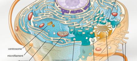 An animal cell with organelles labeled